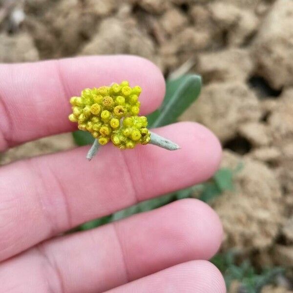 Pseudognaphalium affine Blüte