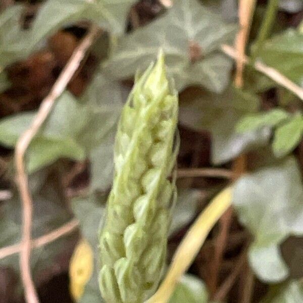 Ornithogalum pyrenaicum Flower