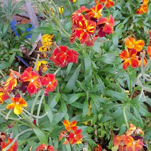 Erysimum × cheiri 形態