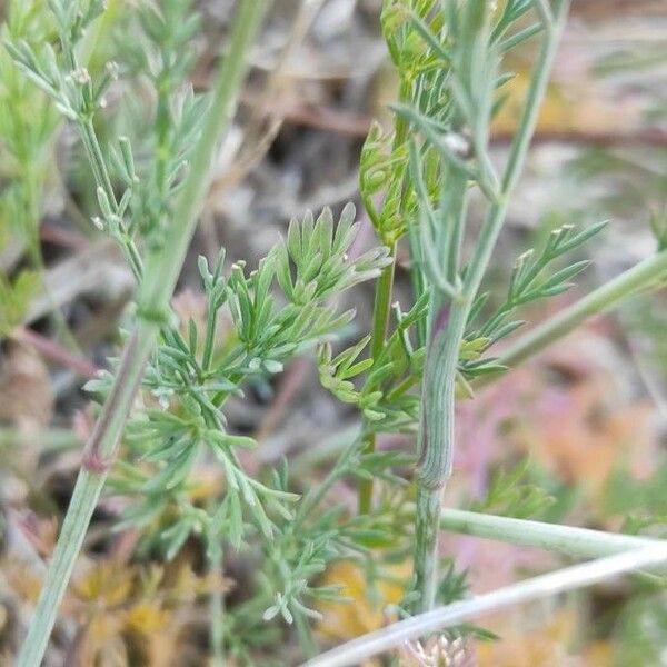 Seseli montanum Blad