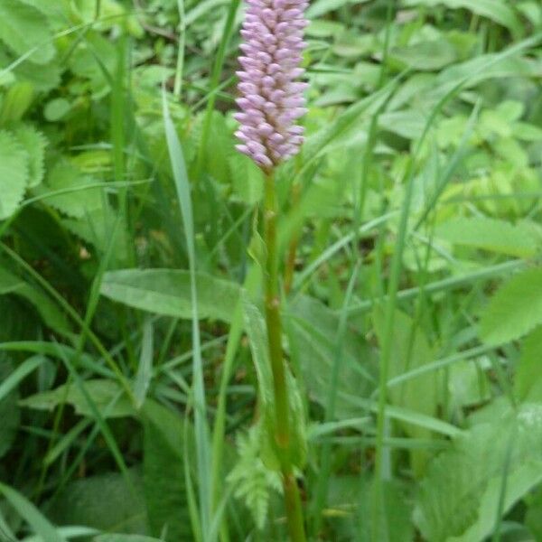 Bistorta officinalis Flower