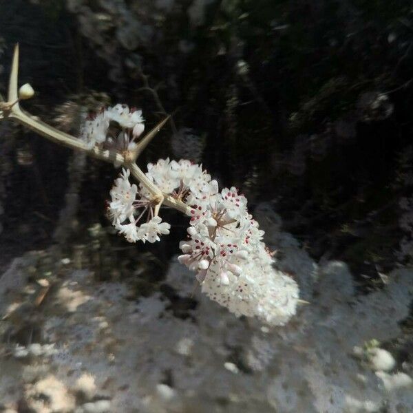 Asparagus albus Žiedas