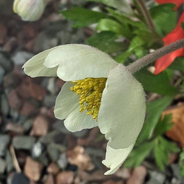 Anemonoides sylvestris Lorea