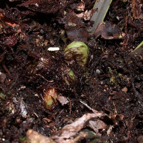 Asplenium serratum (Wild birdnest fern)