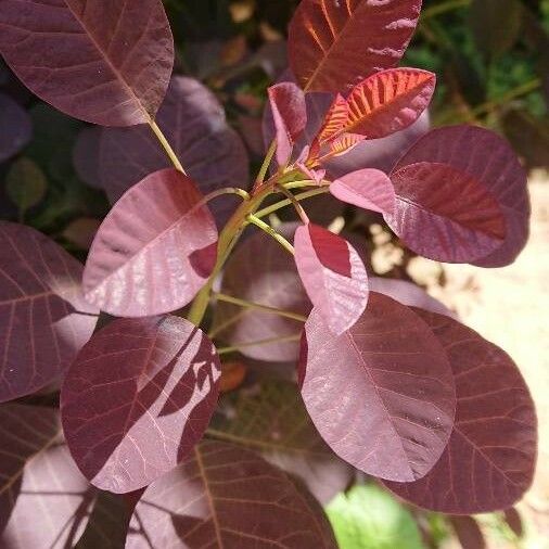 Cotinus coggygria Leaf