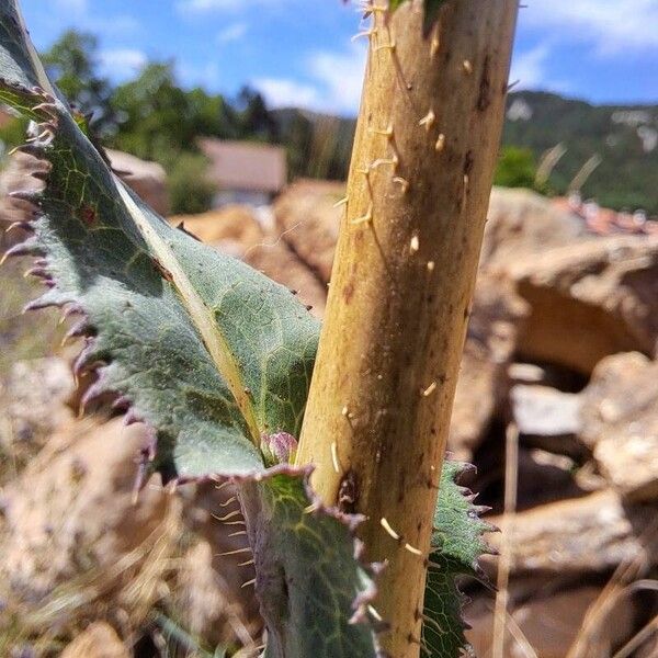 Lactuca virosa Кара