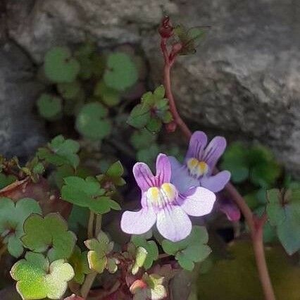 Cymbalaria muralis Flor