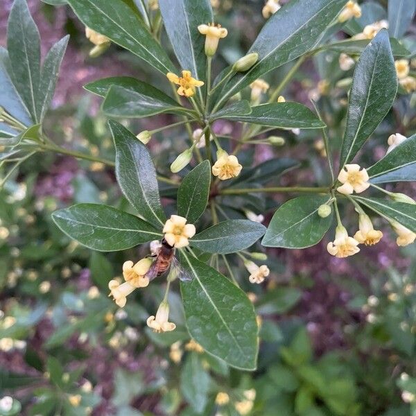 Pittosporum heterophyllum Lorea