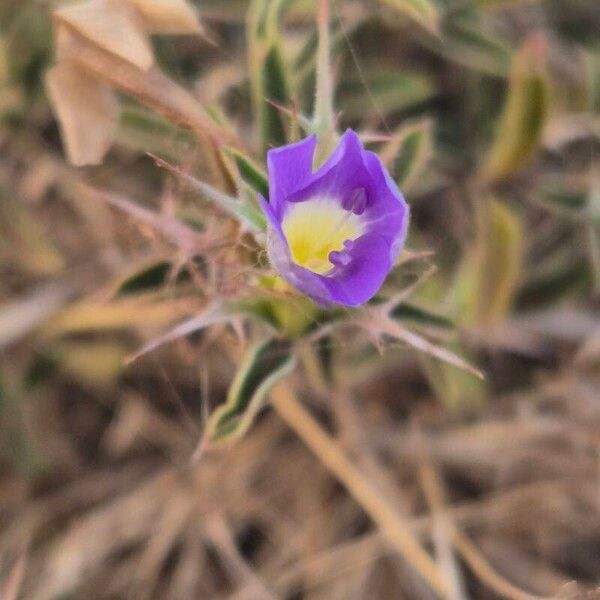 Barleria delamerei 花