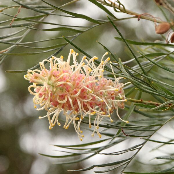 Grevillea banksii Кветка