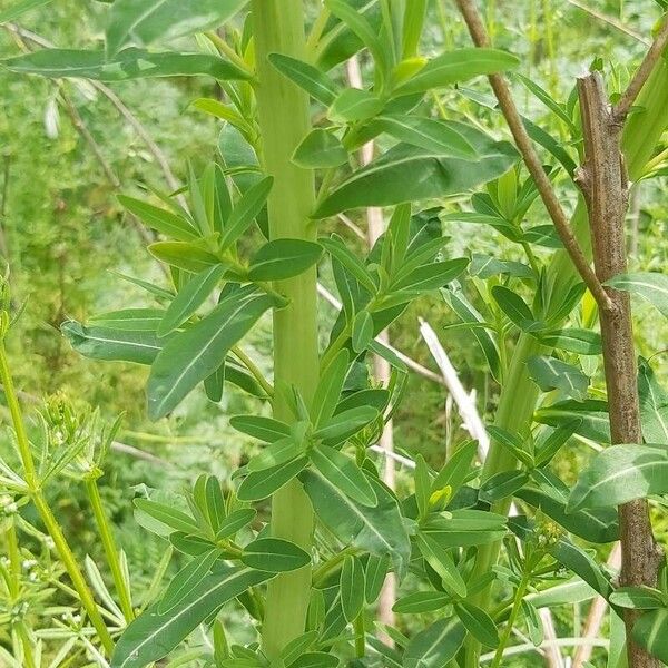 Euphorbia lucida Leaf