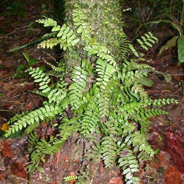 Asplenium cirrhatum Habit