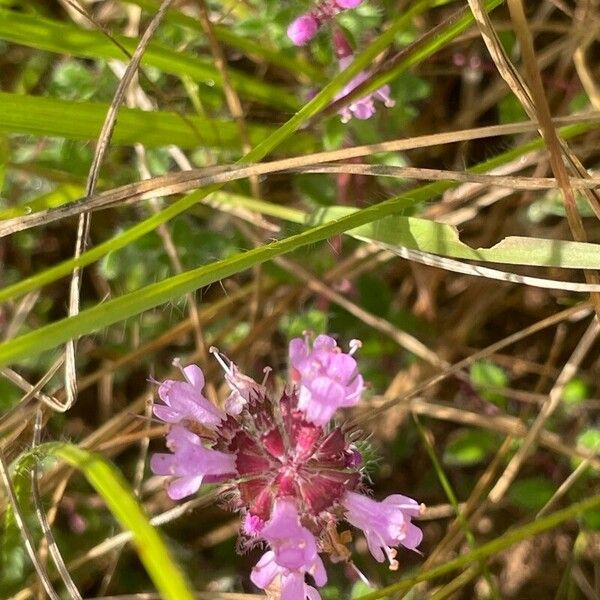 Thymus praecox Flower