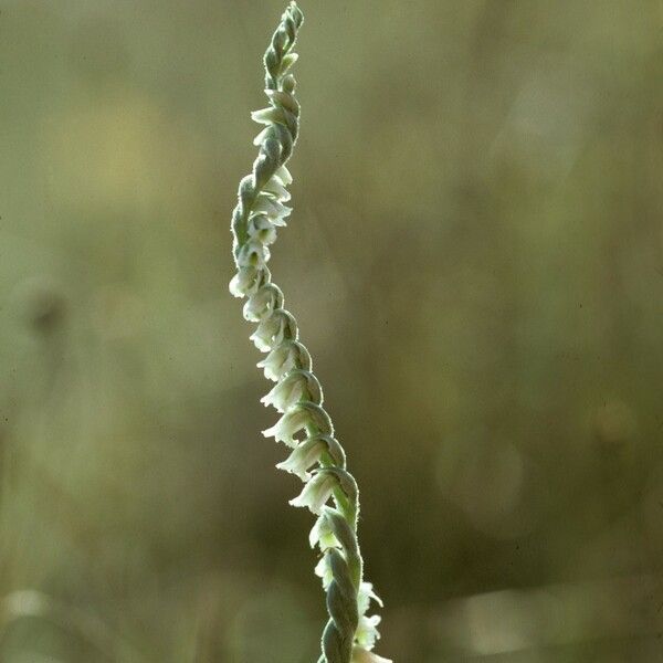 Spiranthes spiralis Кветка