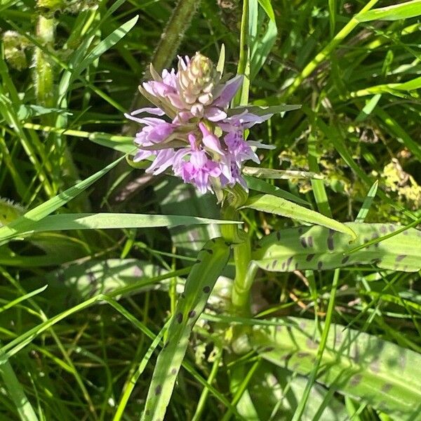 Dactylorhiza maculata Flower