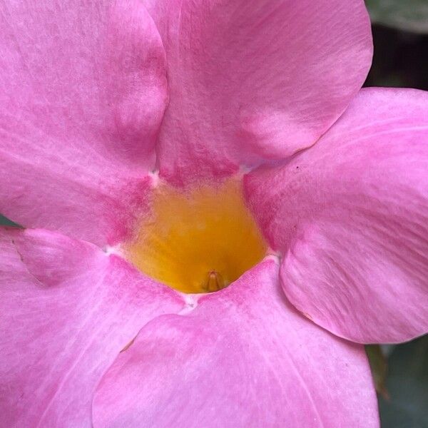 Mandevilla laxa Fleur