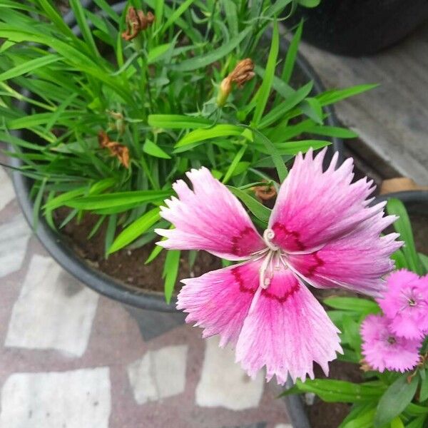 Dianthus chinensis Blüte