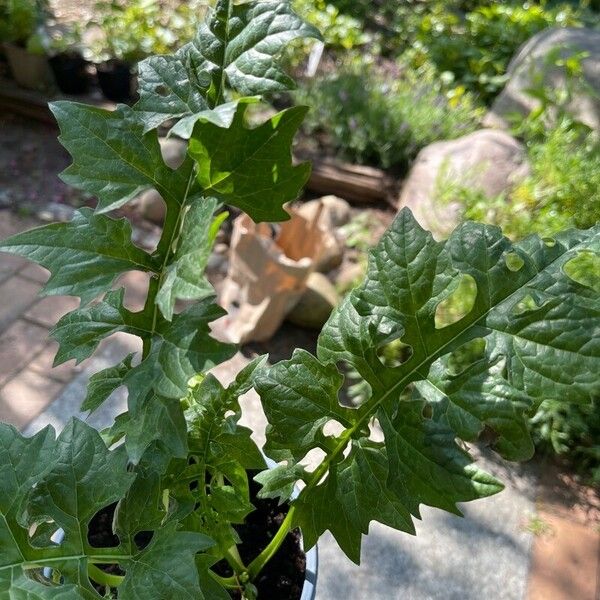 Acanthus spinosus Φύλλο