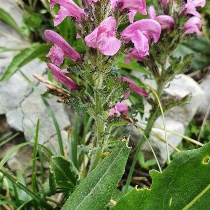 Pedicularis gyroflexa 花