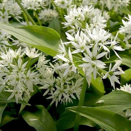 Allium ursinum Virág