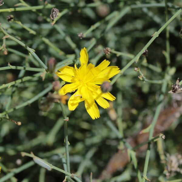 Launaea fragilis Квітка