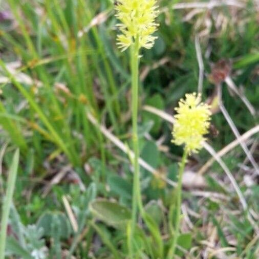 Tofieldia calyculata (German-asphodel)