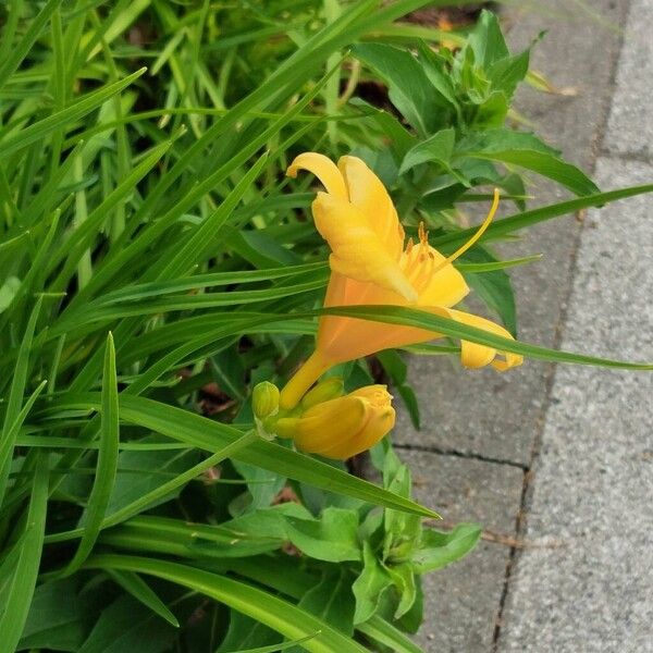 Hemerocallis lilioasphodelus Kwiat