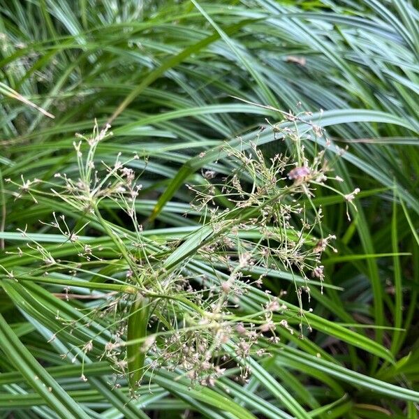 Scirpus sylvaticus Blüte