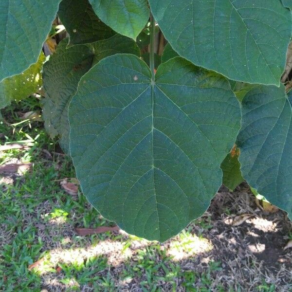 Clerodendrum speciosissimum Leaf