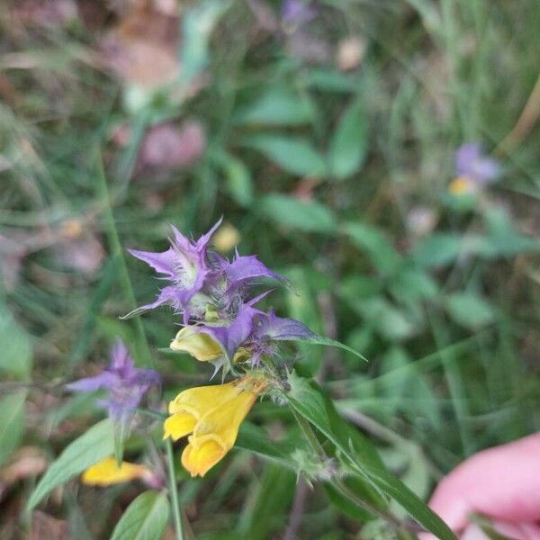 Melampyrum nemorosum Цветок