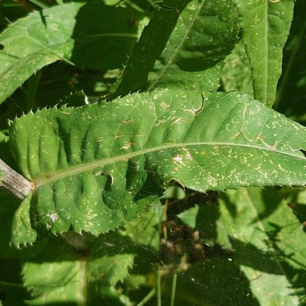 Cirsium heterophyllum Blad