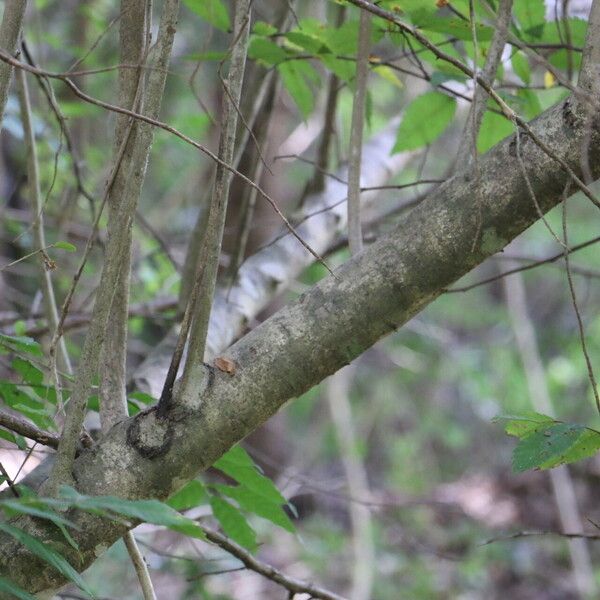 Ligustrum sinense Coajă