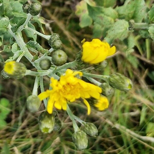 Hieracium umbellatum Квітка