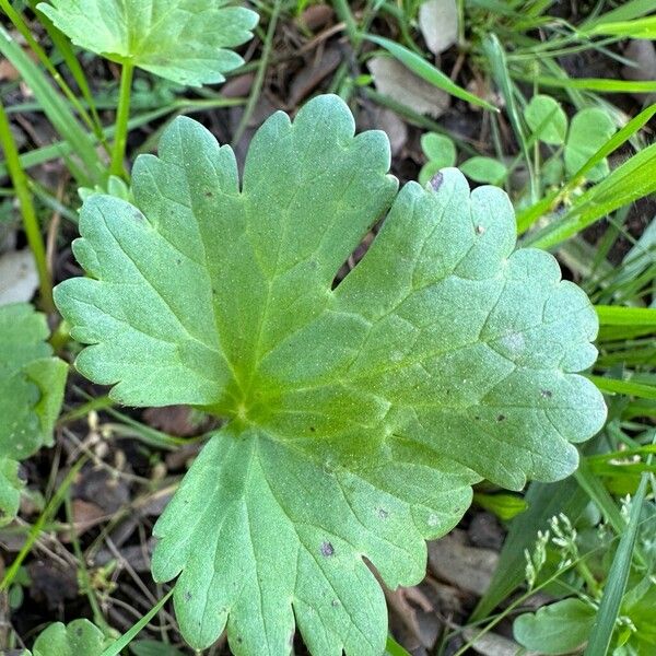 Ranunculus muricatus Leaf