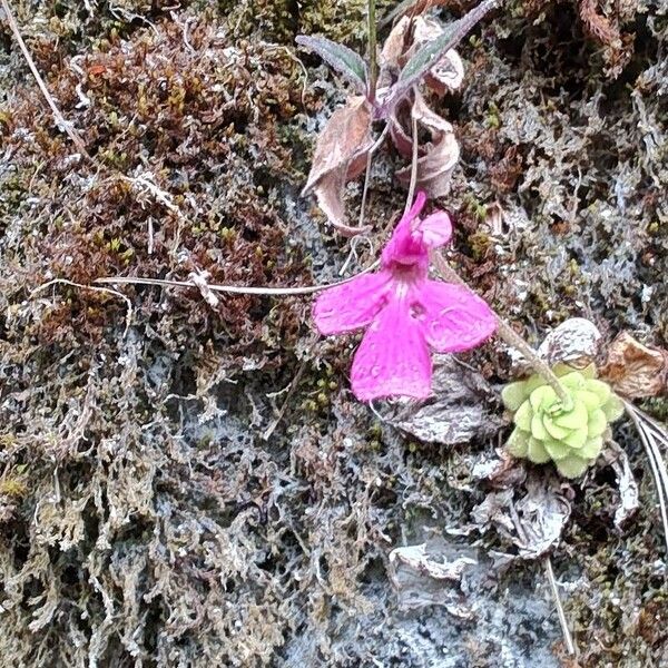 Pinguicula moranensis Flor