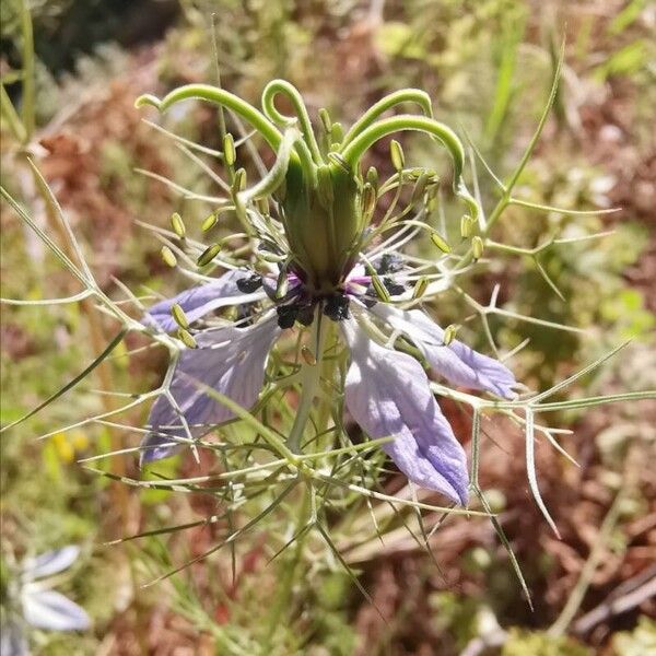 Nigella damascena Цветок