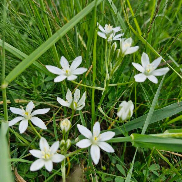 Ornithogalum divergens Flower