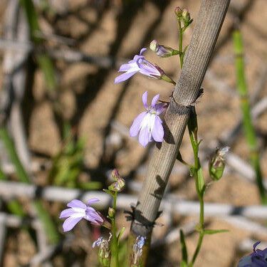 Lobelia kalmii Habitat