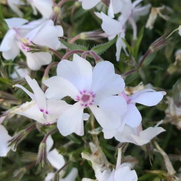 Phlox subulata Kvet