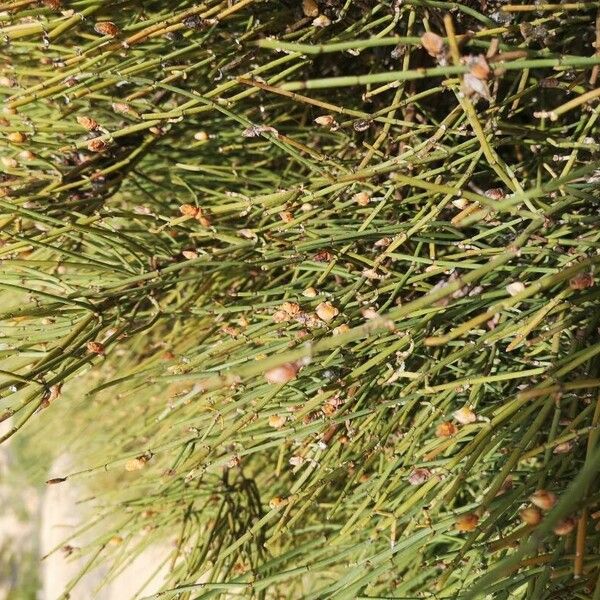 Ephedra major Hostoa