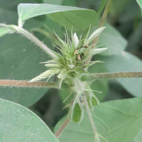 Desmodium tortuosum Other