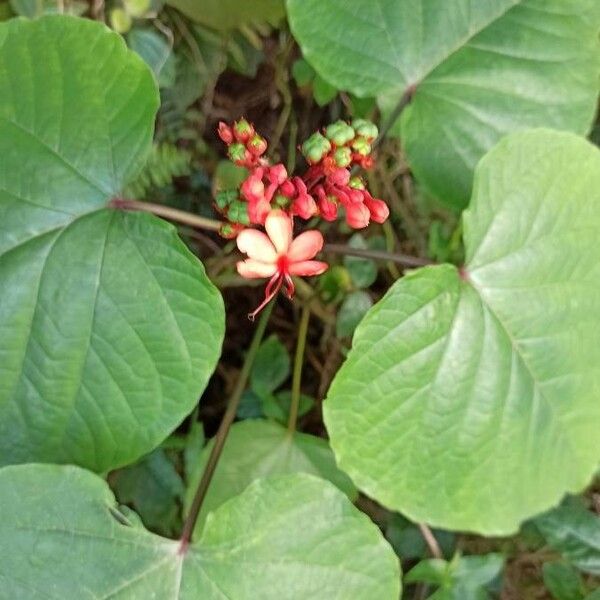 Clerodendrum speciosissimum Floro