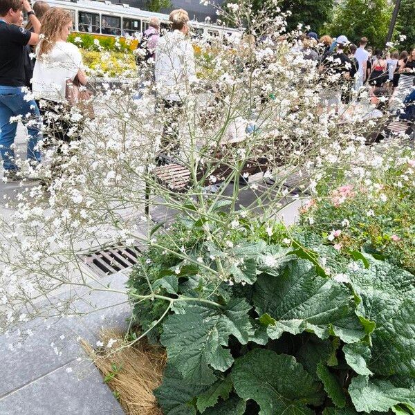 Crambe cordifolia Flors