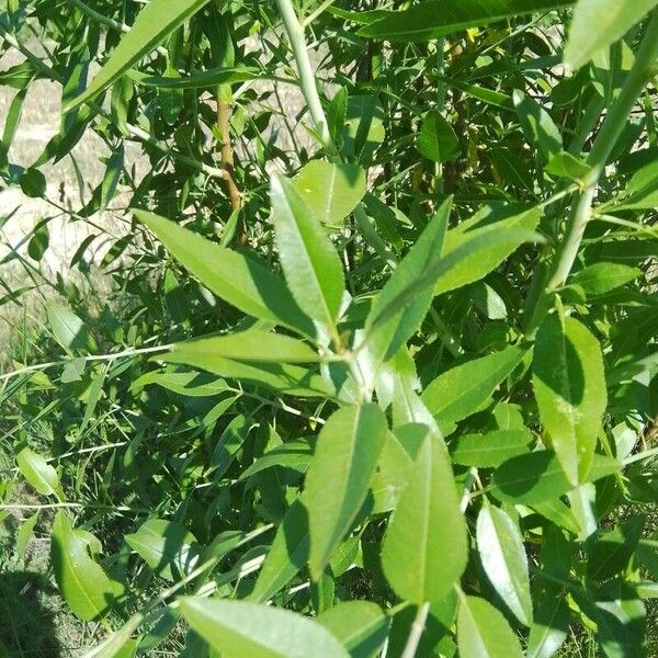 Salix pentandra Leaf