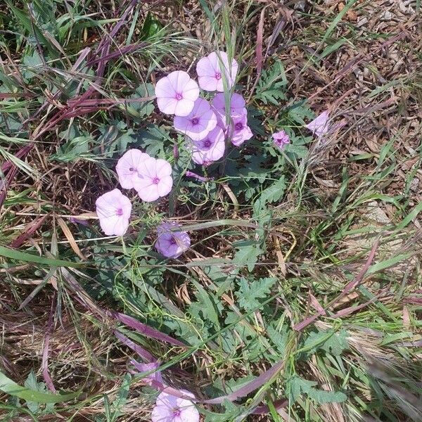 Convolvulus althaeoides Flor