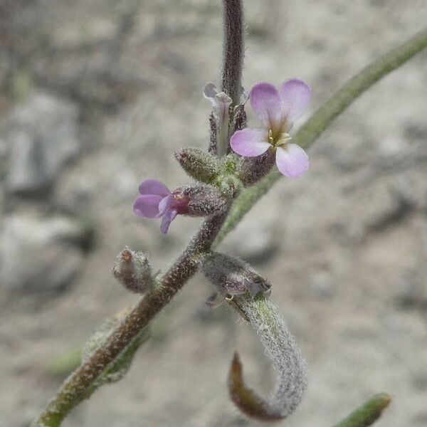 Strigosella africana Blomst