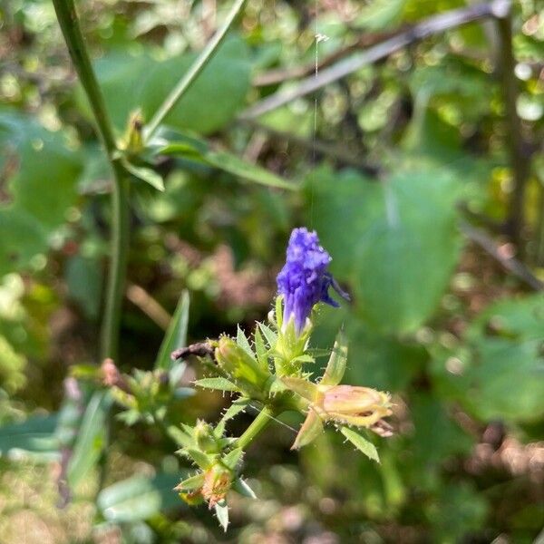 Cichorium endivia ফুল