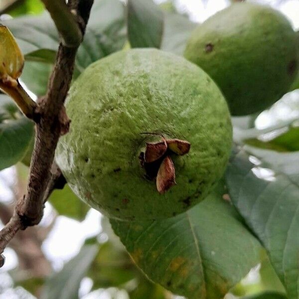 Psidium guajava Gyümölcs