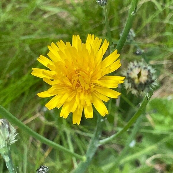 Hypochaeris radicata 花