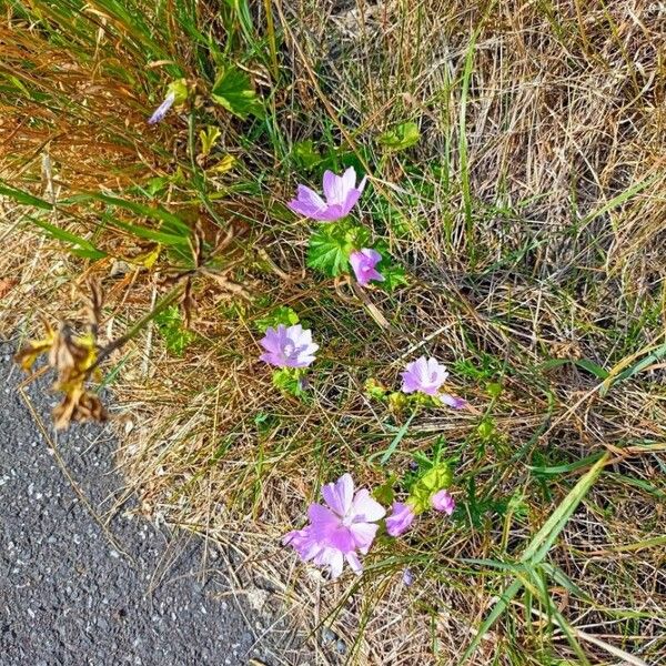 Malva alcea Flor